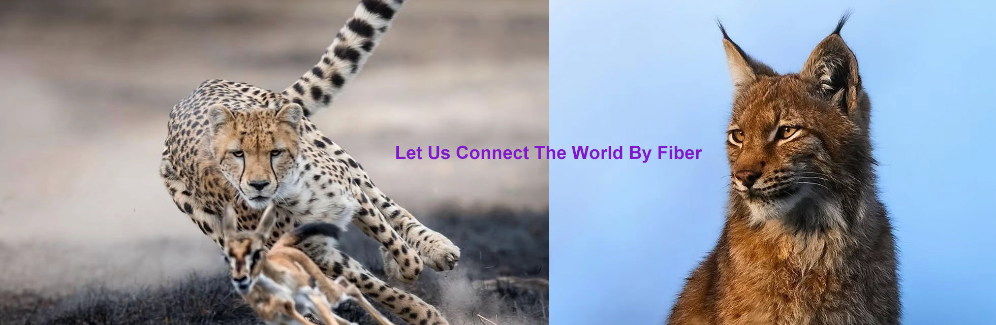 کیفیت جعبه توزیع فیبر نوری کارخانه